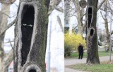 O_o patrzące drzewo, czyli street art po szczecińsku