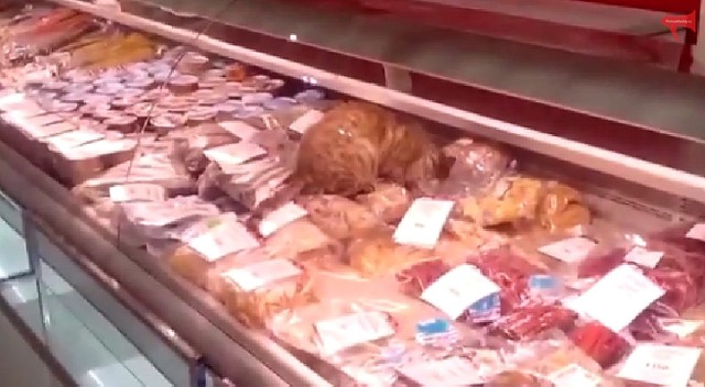 Kot włamał się do sklepu we Władywostoku. Zjadł frykasy za ponad 3,5 tys. złotych [wideo]