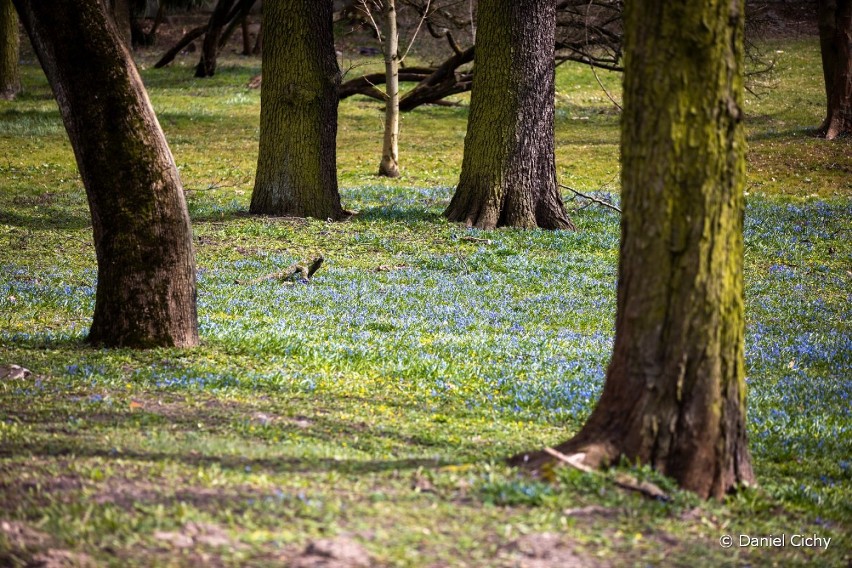 Niebieskie dywany na pilskich trawnikach... Pięknie to wygląda! 