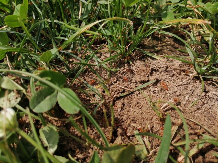 Małe mrówki to ogromny problem tego lata w regionie. Jest ich od groma! 