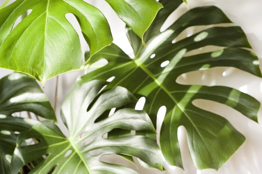 MONSTERA...