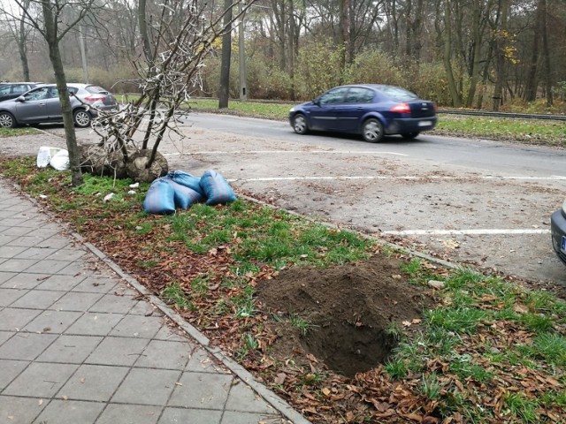 W poniedziałek wieczorem kobieta wyszła z psem na spacer na ul. Bydgoską. Ta część ulicy, od Sienkiewicza w stronę ul. Reja jest niedoświetlona. Dołów w półmroku nie było więc widać. Gdy chodnikiem przejechał rowerzysta pies odskoczył i wpadł do dziury, jednej z kilkunastu wzdłuż trawnika. 

Zobacz też:

Jarmark Bożonarodzeniowy w Toruniu
Groził śmiercią, bo zajechał mu drogę
Kto chce ograniczenia lekcji religii w szkole


 - Gdybym to ja wpadła, skończyłoby się gipsem, bo dół był głęboki na pół metra, a przede wszystkim niewidoczny - opisuje kobieta zbulwersowana brakiem wyobraźni firmy, która pozostawiła   wykopaliska niezabezpieczone. Sytuacje poprawili Strażnicy Miejscy, w godzinę przyjechali i zrobili to co powinni byli wykonać pracownicy firmy, niestety taśma pojawiła się tylko przy przystanku tramwajowym. 

NowosciTorun