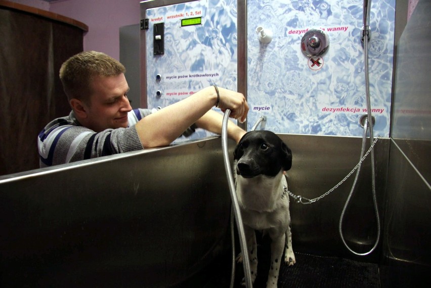W myjni dla psów, zwierzaka można wykąpać, wysuszyć i...