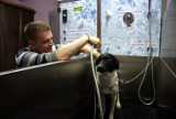 W Lublinie powstała pierwsza myjnia dla psów! (ZDJĘCIA)