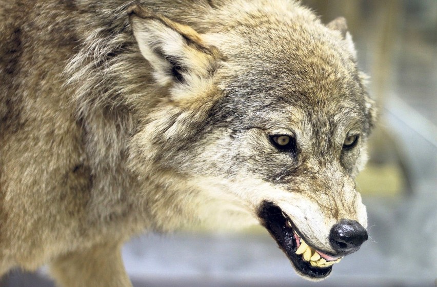 Wygłodniałe wilki zaatakowały w Szymbarku. Wataha zagryzła we wsi trzy psy. Uwaga drastyczne [ZDJECIA]!