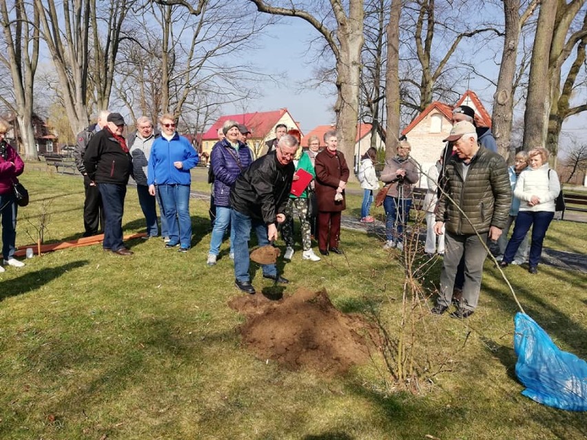 Alwernia. Seniorzy wraz z burmistrz Beatą Nadzieją-Szpilą zasadzili drzewo na Rynku