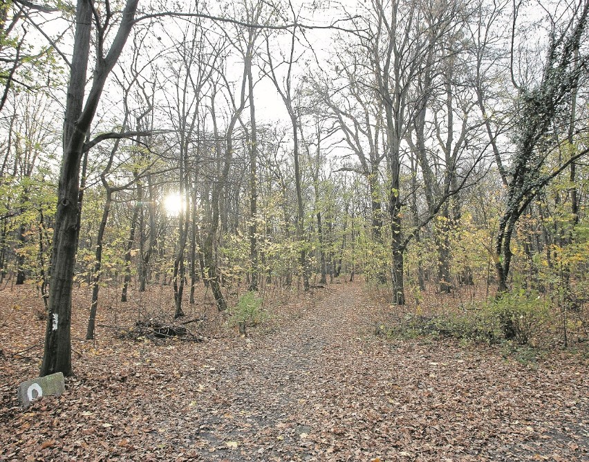 Spacer po Bielanach. Korczak założył sierociniec na...