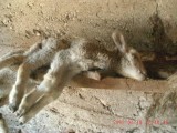 Szokująca interwencja Animalsów. Znaleźli martwe zwierzęta! ZDJĘCIA