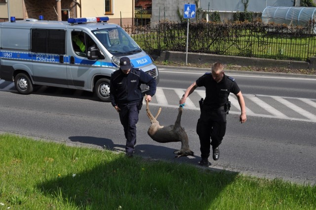 Śrem: martwy jelonek na ul. Kilińskiego - 30 kwietnia 2016 roku