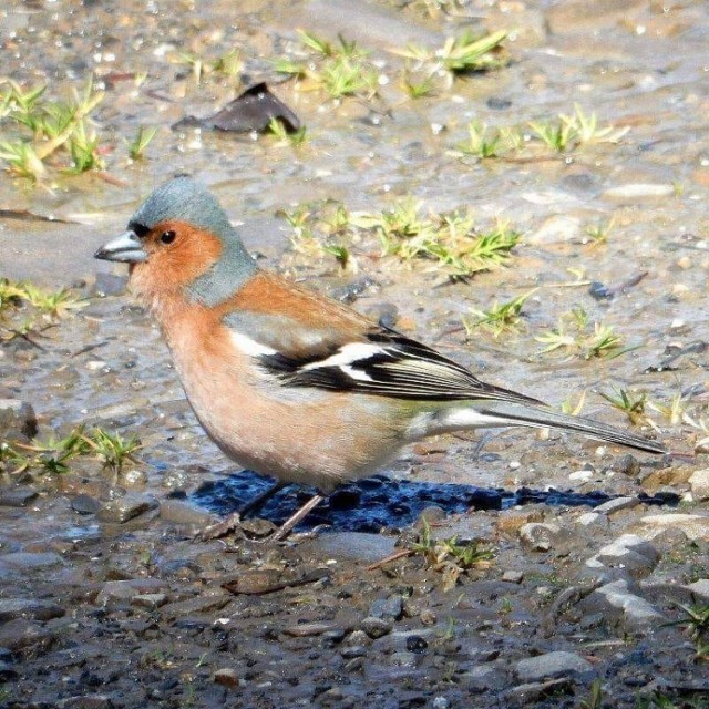 Zięba zwyczajna (Fringilla coelebs)