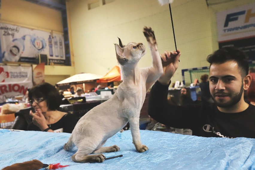 Międzynarodowa Wystawa Kotów Rasowych w Łodzi. 300 kotów 30 ras w hali UKS Anilana [ZDJĘCIA]