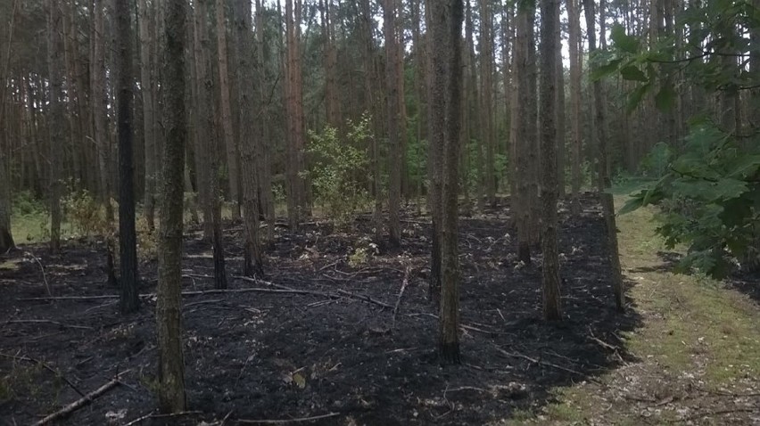 Wólka Komaszycka: pożar na torfowiskach. Ogień był blisko wsi