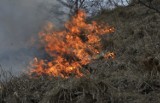Plaga podpaleń traw w regionie wałbrzyskim