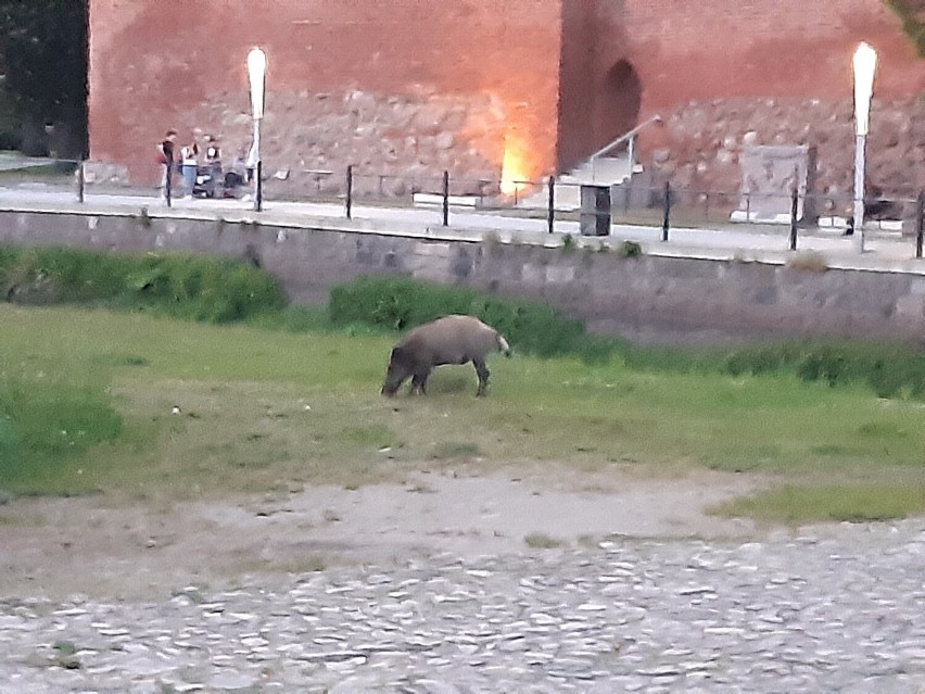 Dziki pod Chmielem. Nietypowe widoki w centrum Goleniowa