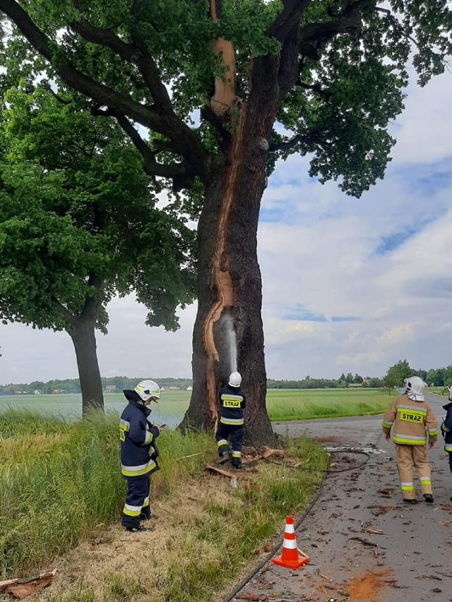 Gmina Ciasna. Piorun uderzył w 300-letni pomnik przyrody