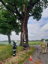 Gmina Ciasna. Piorun uderzył w 300-letni pomnik przyrody