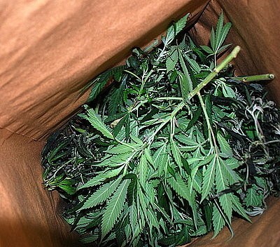 KRÓTKO: Plantacja marihuany w gminie Poraj. Znaleźli ponad 300 krzaków  [FOTO]