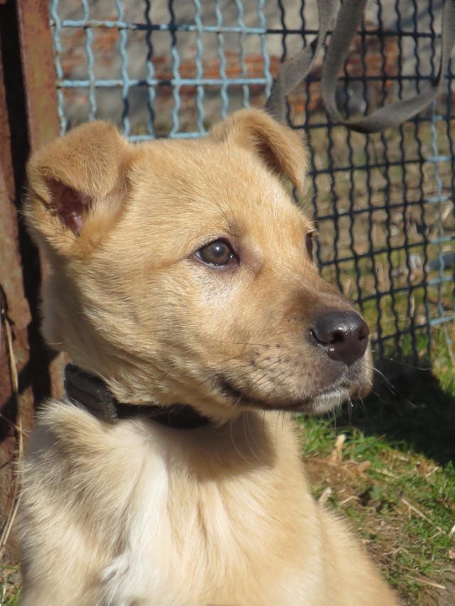 Bambi przypomina labradora, jednak prawdopodobnie będzie od niego nieco mniejszy