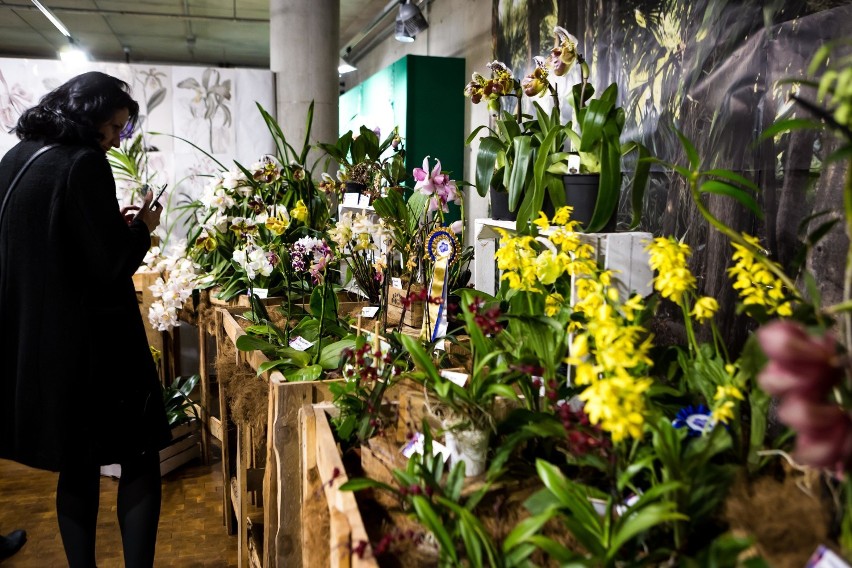 Ogólnopolska Wystawa Storczyków. Najpiękniejsze orchidee...