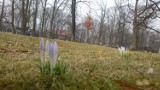 Wiosna w Gliwicach. Zakwitły krokusy