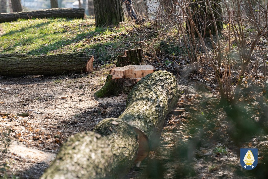 Ruszają pracę na terenie leśnym w Pelplinie. Rewitalizacja lasku przy ul. Pólko