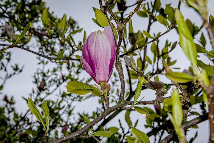 Szczawno-Zdrój: Kwitną magnolie i rododendrony