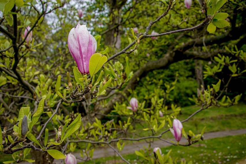 Szczawno-Zdrój: Kwitną magnolie i rododendrony