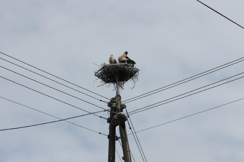 Mieszkańcy Kupienina z dumą obserwują swoje ptaki i czekają,...