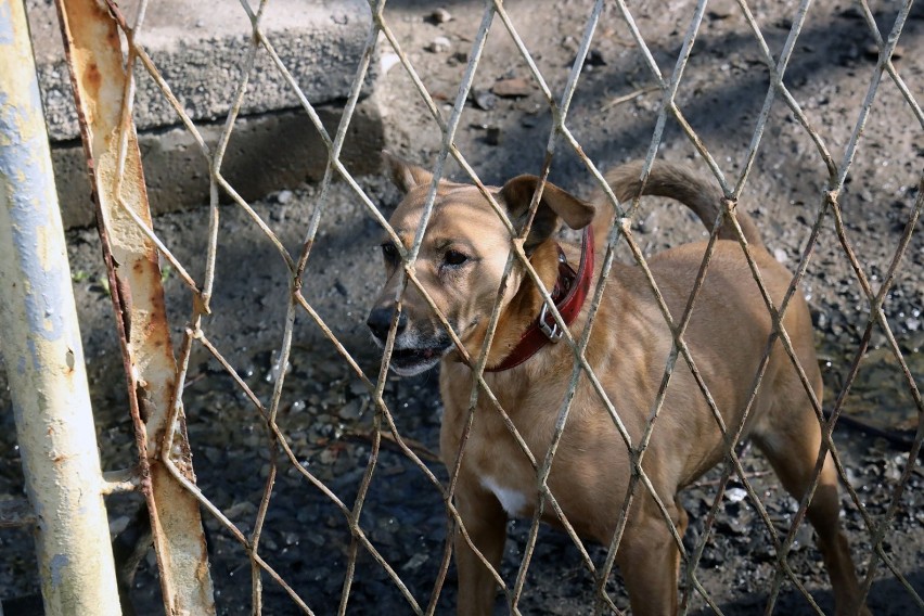 Te pieski czekają na adopcję w legnickim schronisku, zobaczcie zdjęcia