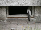 Mieszkańcy bloków przy ulicy Poprzecznej skarżą się na bezpańskie koty