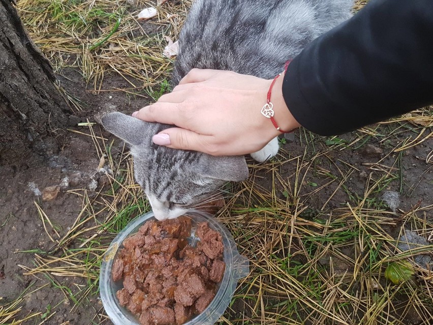 Osiedlowy kotek szuka domu na stałe