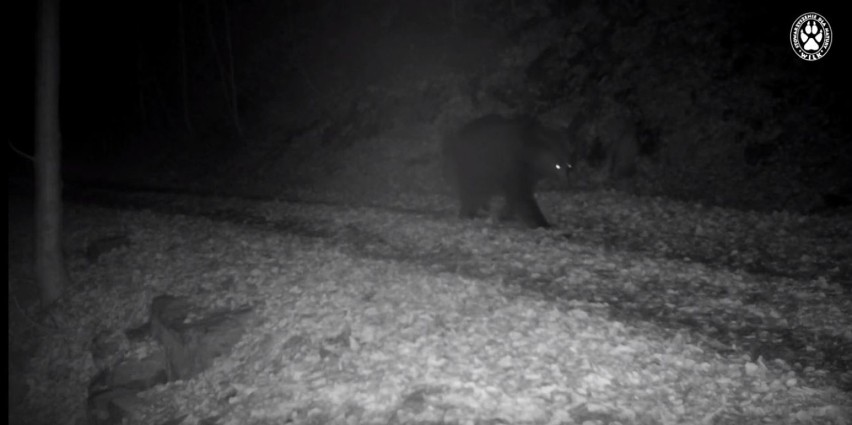 Niedźwiedź brunatny został zauważony w Beskidzie Śląskim