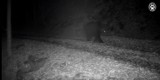 W Beskidzie Śląskim jest niedźwiedź, fotopułapki zrobiły też zdjęcia wilków i rysi (ZDJĘCIA)