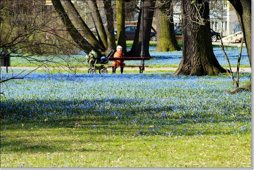 Park im.Klepacza w Łodzi. Błękitny kobierzec cebulicy syberyjskiej