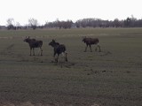 Trzy łosie biegały po polu w Grabinach-Zameczku! Zobacz zdjęcia!