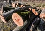 Nowy Targ. Miasto wycięło drzewa co oburzyło mieszkańców