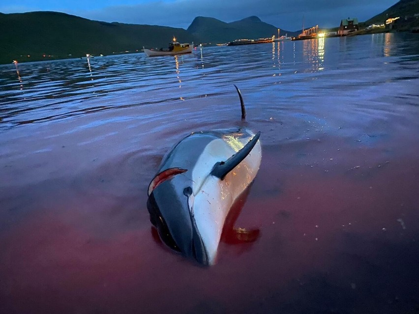 Coroczne zabijanie delfinów na terenie Wysp Owczych od dawna...