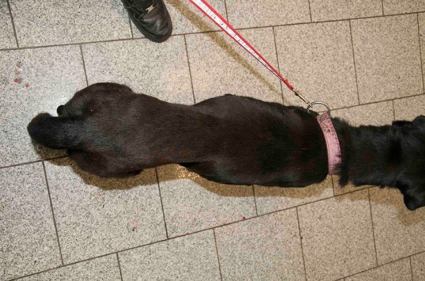 Rażąco zaniedbała psa, który miał ogromnego guza!