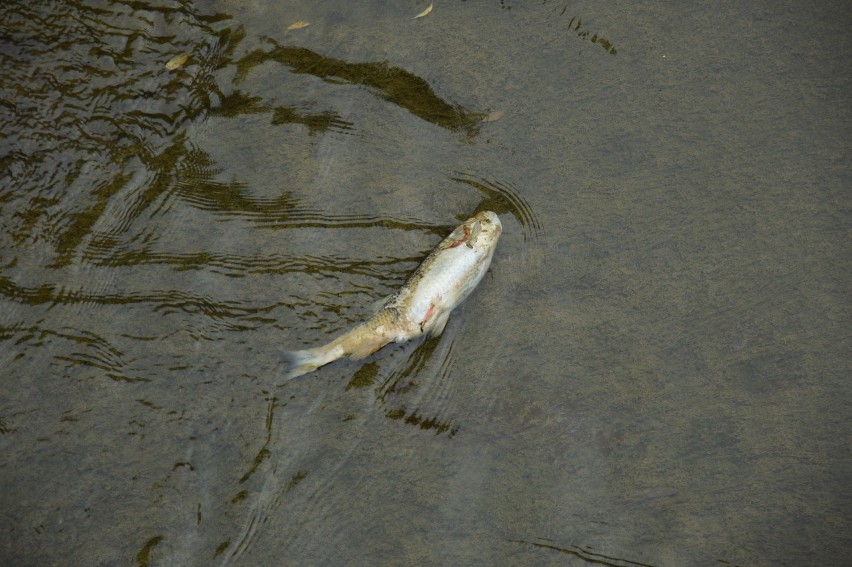 Maszkienice. Setki martwych ryb w potoku Niedźwiedź. Ktoś zatruł wodę?