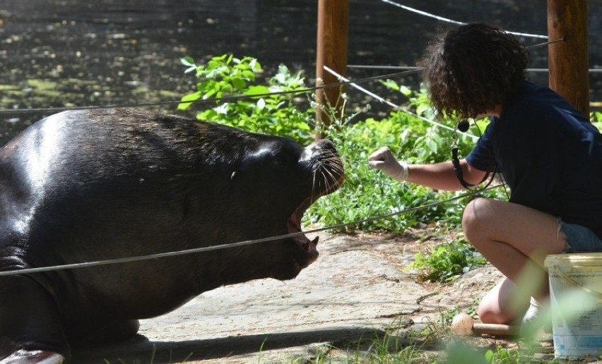 Sufus - uchatka z łódzkiego ZOO