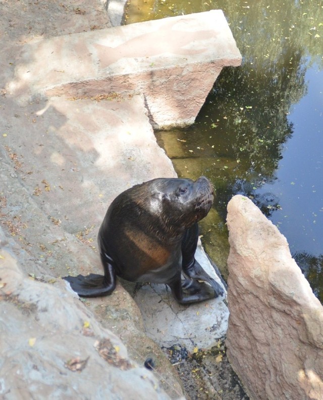 Sufus - uchatka z łódzkiego ZOO