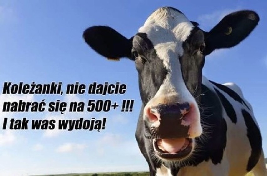 Krowa 500 plus memy
