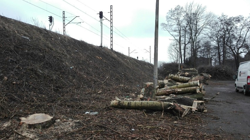 Wycięto dziesiątki drzew przy torach w dzielnicy Paruszowiec - Piaski