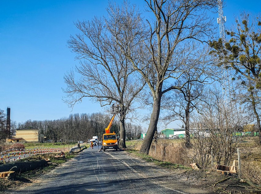 Trwa wycinka drzew wzdłuż drogi Osieczna – Kąkolewo. Część już usunięto, ale prace wciąż trwają ZDJĘCIA