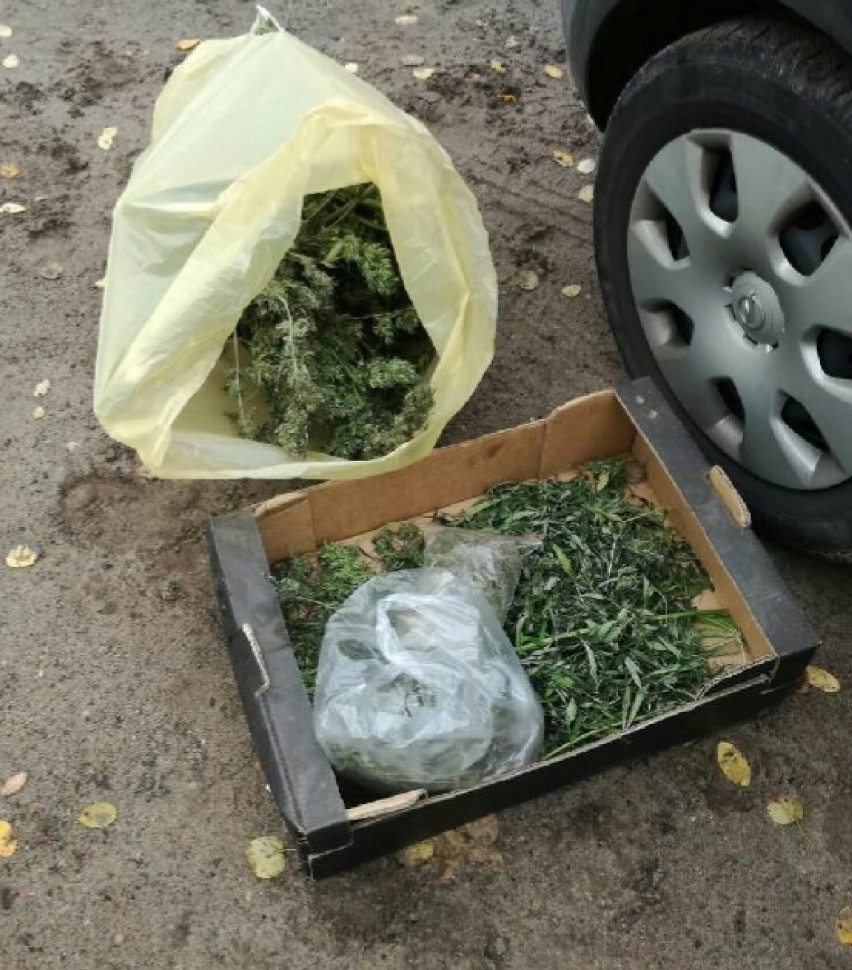 23-letni ,,ogrodnik" zebrał 2 kg marihuany. To nie wszystko, co w jego domu znaleźli kryminalni
