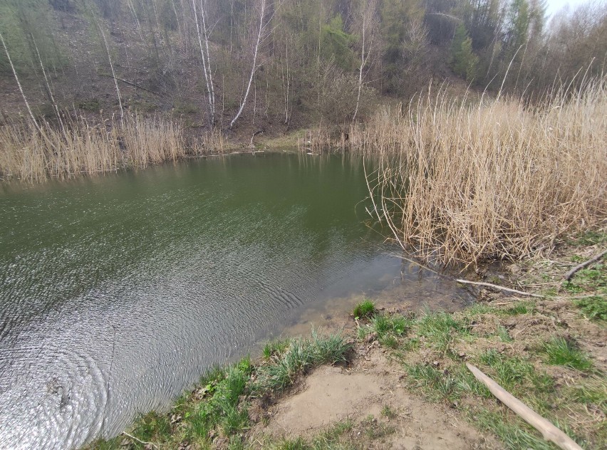 Zaciszny zbiornik w cieniu sztucznych pagórków w Wałbrzychu. Wiosną to miłosne ustronie dla żab - zobaczcie zdjęcia