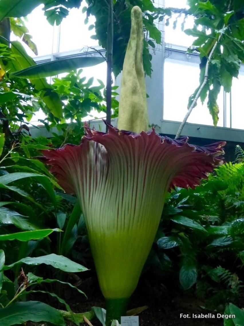 Amorphophallus titanum, w języku polskim znany jako dziwidło...