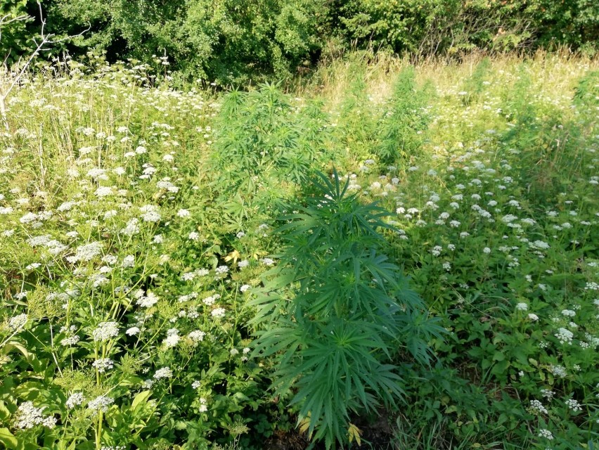 Policjanci zlikwidowali nielegalne plantacje marihuany - łącznie 80 krzewów konopi 