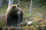 Niedźwiedzie grasują w gminie Solina. Jest ostrzeżenie! Władze Słowacji ogłosiły stan wyjątkowy 