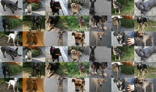 Schronisko w Chorzowie przygarnia zarówno psy, jak i koty, które są czipowane, odrobaczane i szczepione.

Wszystko po to, żeby były przygotowane na wzięcie do nowych domów.

Schronisko w Chorzowie: Psy do adopcji część 1
Schronisko w Chorzowie: Psy do adopcji część 2
Schronisko w Chorzowie: Psy do adopcji część 3
Schronisko w Chorzowie: Psy do adopcji część 4
